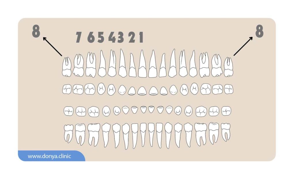 تصویر شماتیک که نشان دهنده شماره گذاری دندان ها است